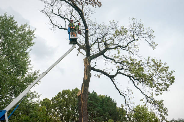 Trusted Lakewood, OH  Tree Services Experts