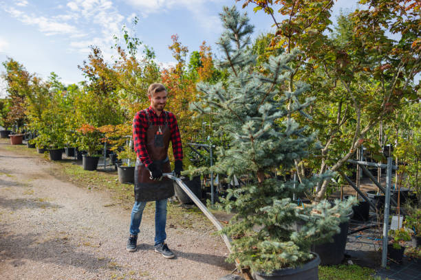 Best Seasonal Cleanup (Spring/Fall)  in Lakewood, OH